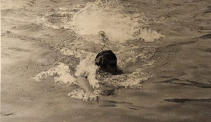 FDNST - C5, S2, F4.jpg