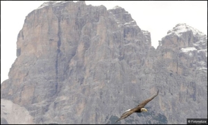 Olimpia volo Auronzo 2011.jpg