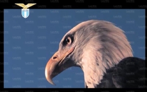 L'Aquila.jpg