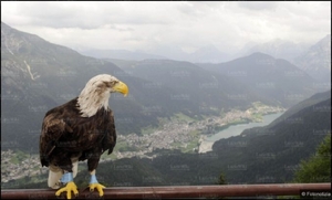 Olimpia ad Auronzo 2.jpg
