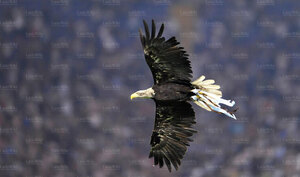 Aquila03.jpg