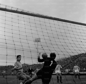 Spal6566d.jpg